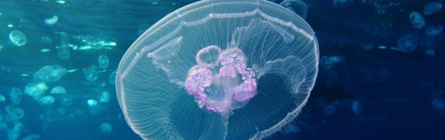 Moon Jelly