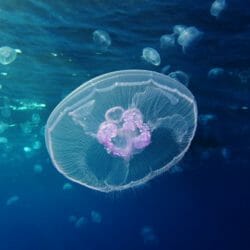Moon Jelly