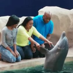 Dolphin Encounter