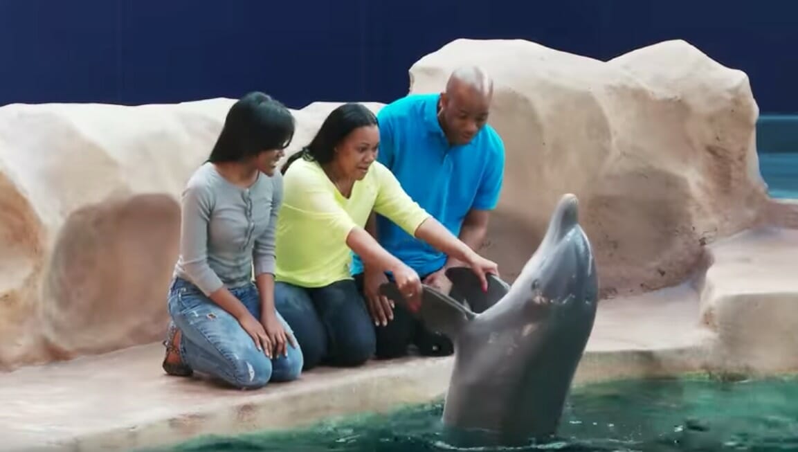 Dolphin Animal Encounter & Experience Aquarium