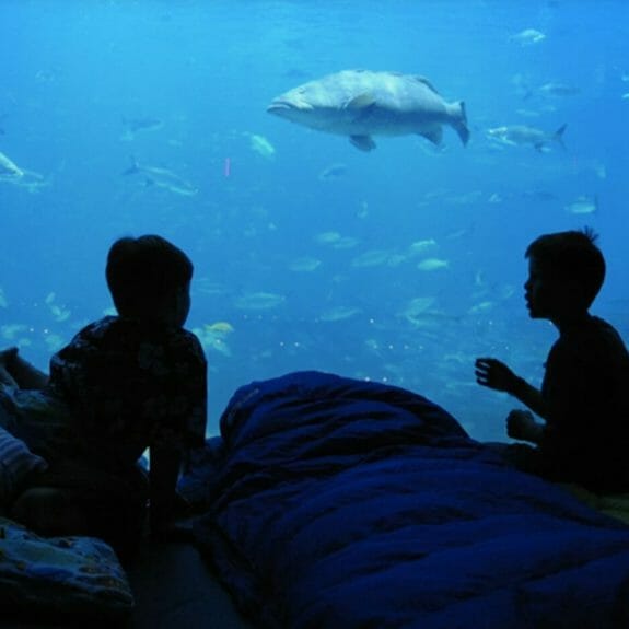 Common Bottlenose Dolphin Aquarium