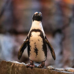 african-penguin-thumbnail