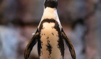 african-penguin-thumbnail