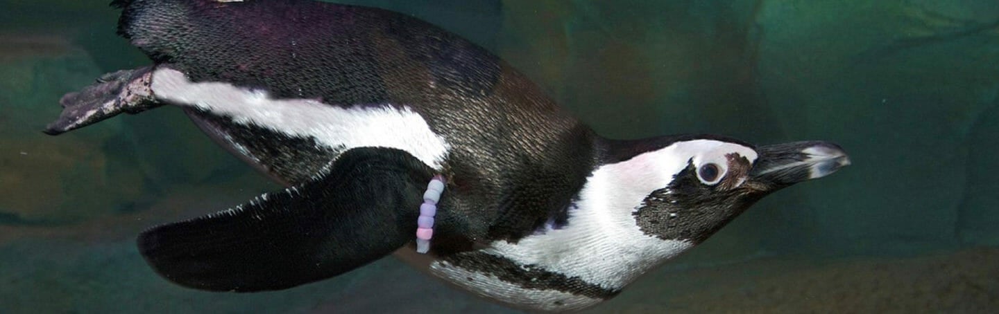 African Penguin Presented by Kia - Georgia Aquarium African Penguin Presented by Kia - Georgia Aquarium