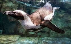 Sea Otter Webcam | Georgia Aquarium