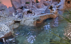 African Penguin Webcam