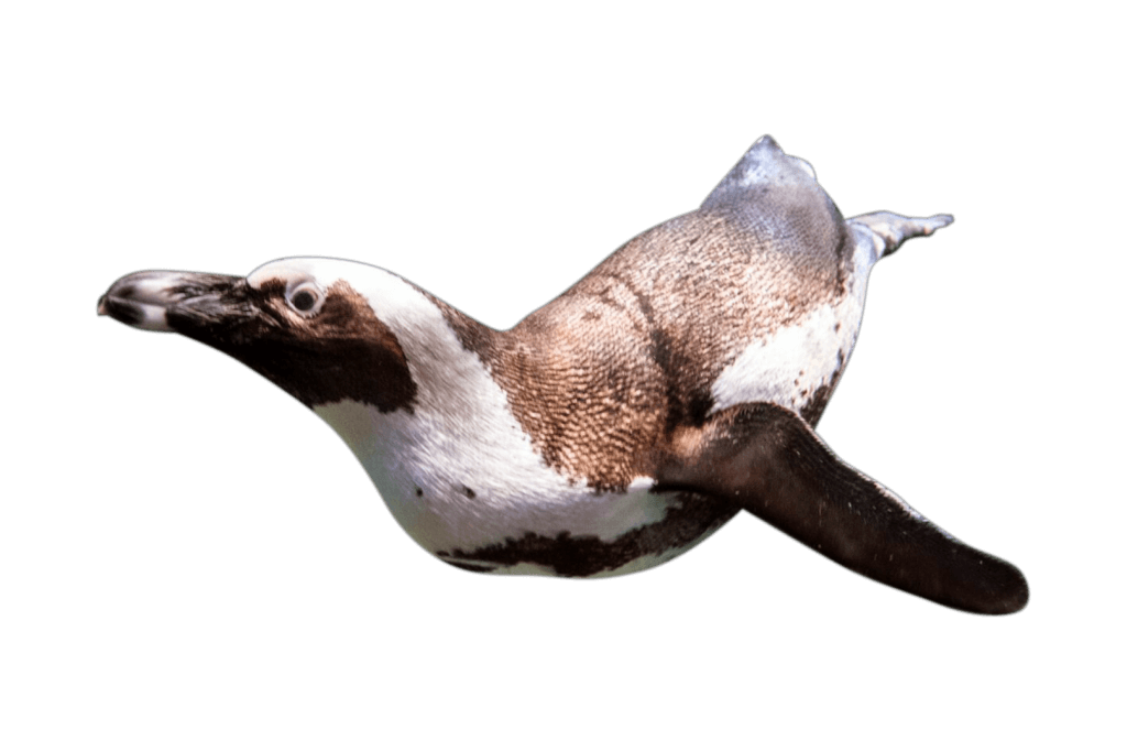 Paradise Park Penguin Webcam