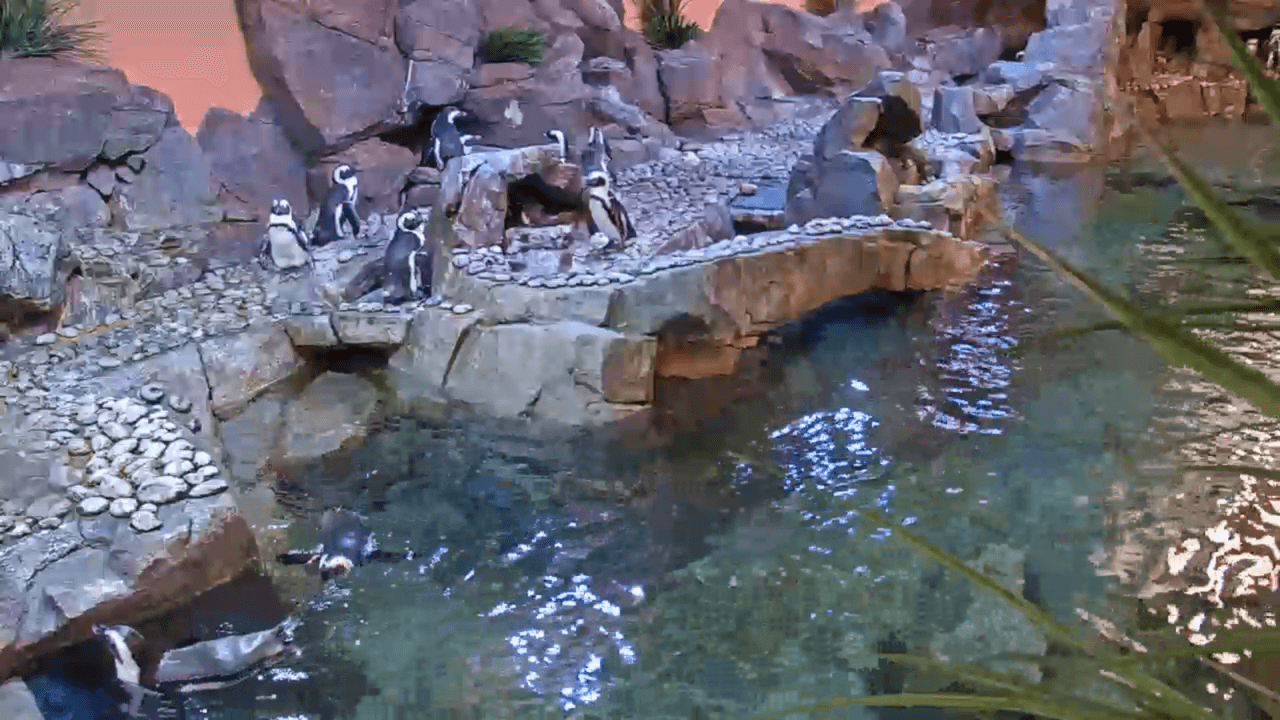 African Penguin Webcam Georgia Aquarium