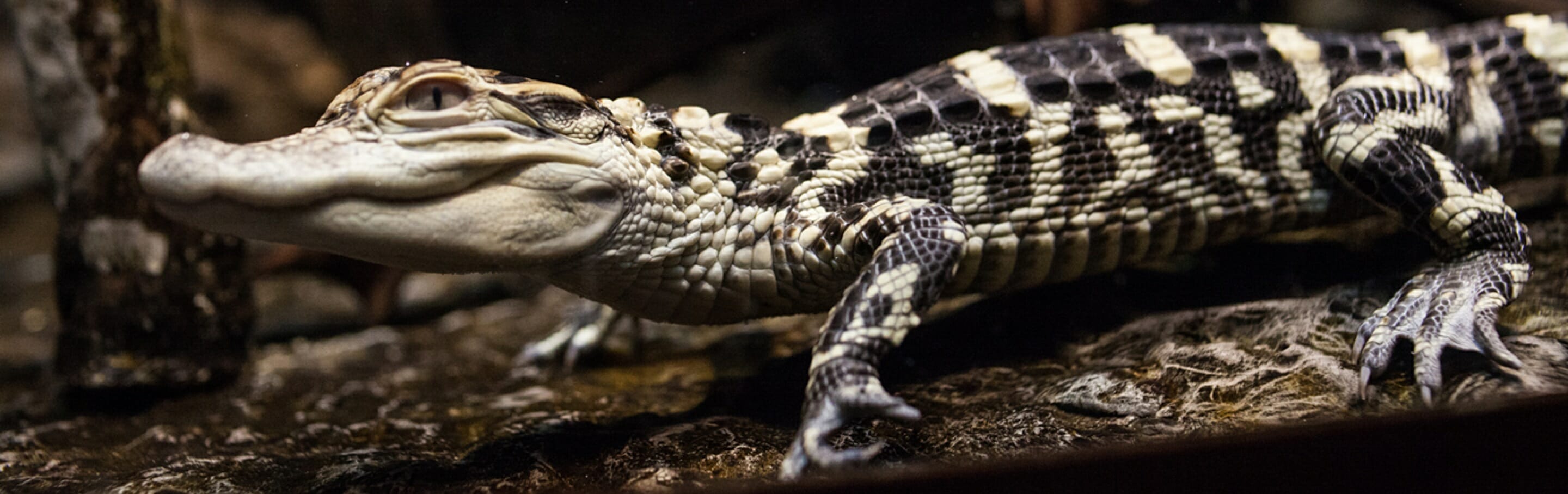 american-alligator