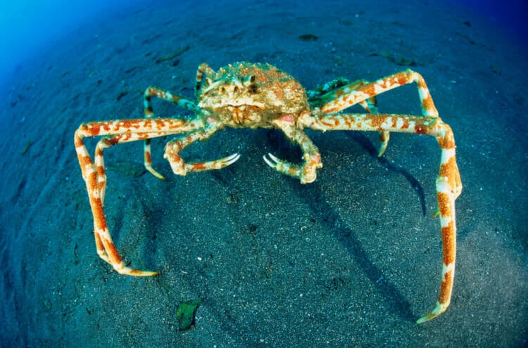 Japanese Spider Crab Georgia Aquarium