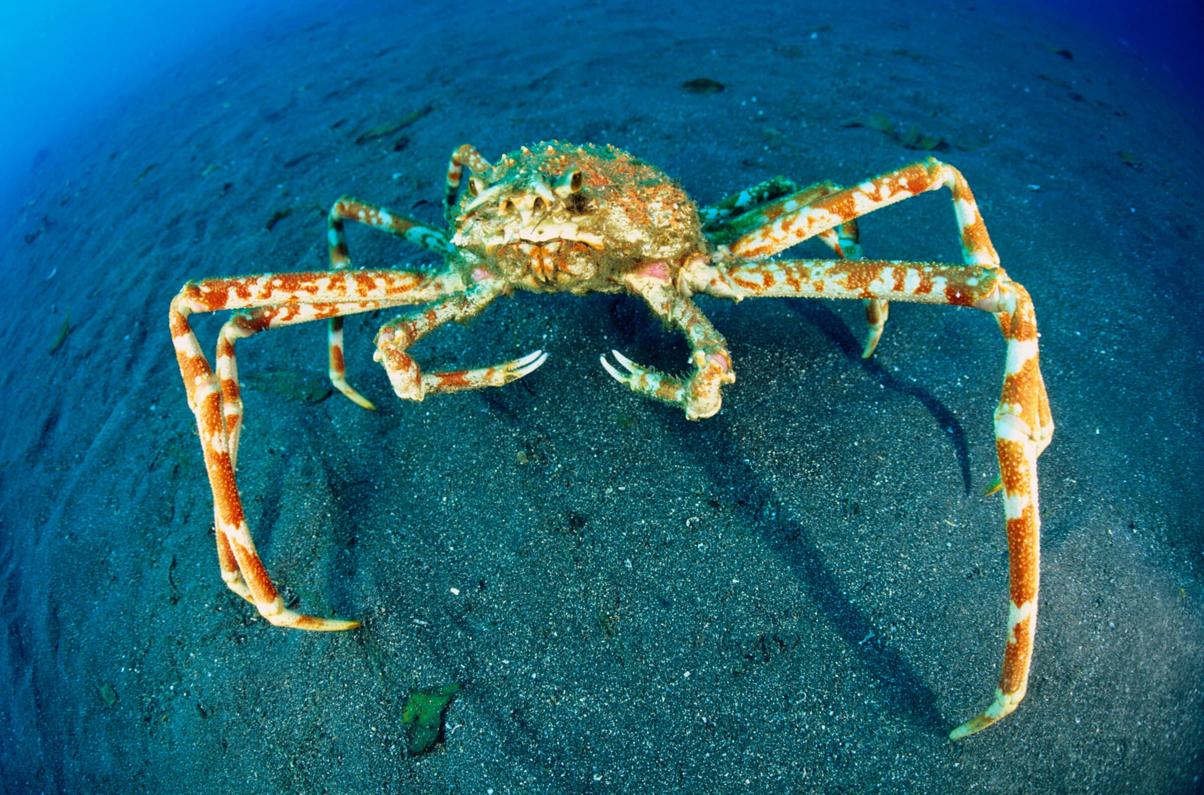 Japanese Spider Crab Georgia Aquarium