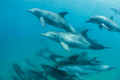 common-bottlenose-dolphin