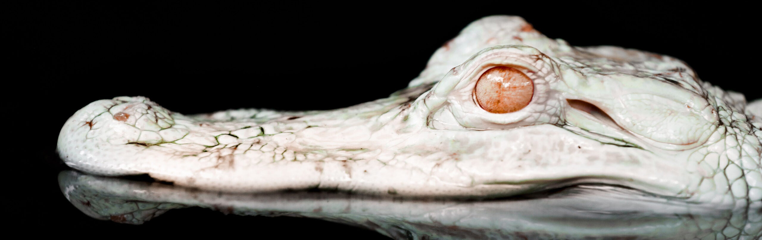 Wood Frog - Georgia Aquarium