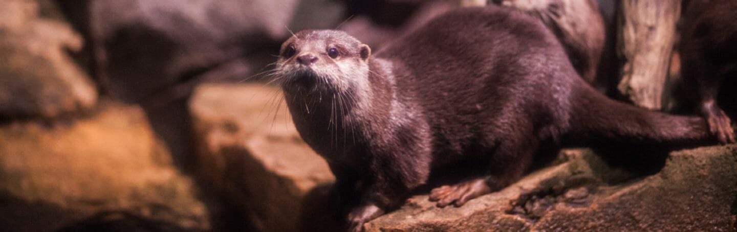 asian-small-clawed-otter