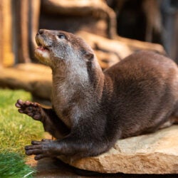 Asian Small-clawed Otter 8