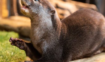 Asian Small-clawed Otter 8