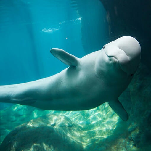 Image result for beluga whale