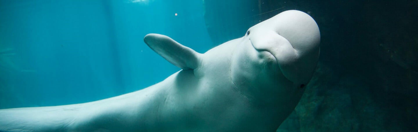 Beluga Whale - Georgia Aquarium