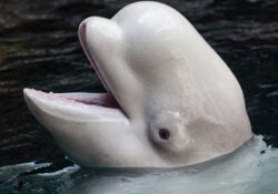 Beluga Whale 1