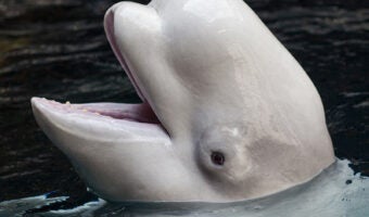 Beluga Whale 1