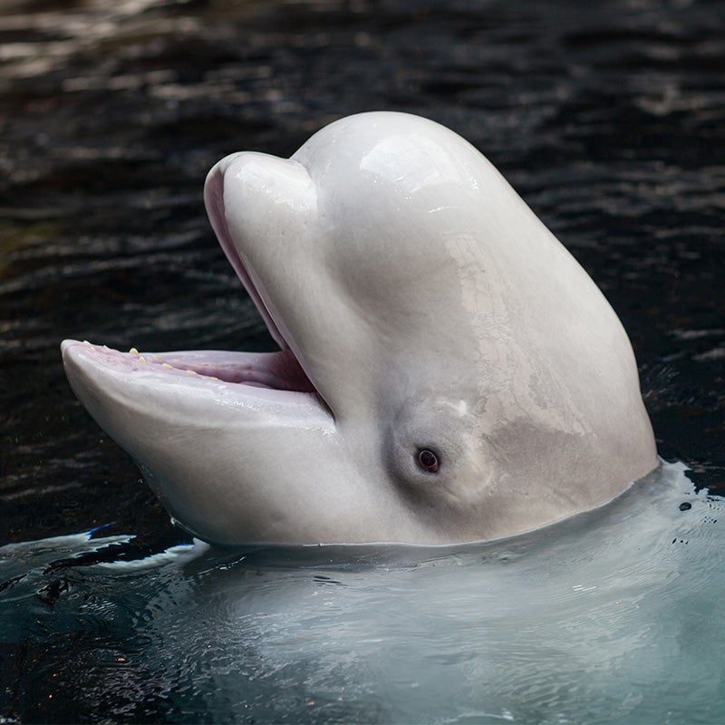 Beluga watches you sleep 