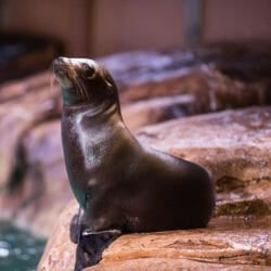 california-sea-lion