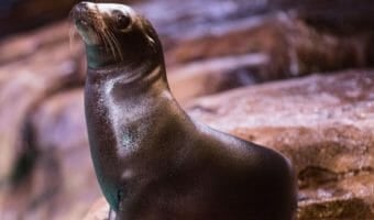 california-sea-lion