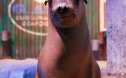 California Sea Lion Webcam