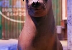 California Sea Lion Webcam