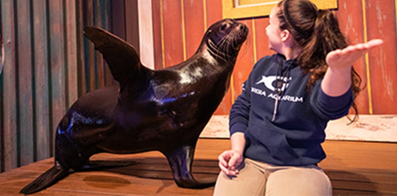 California Sea Lion Webcam 2