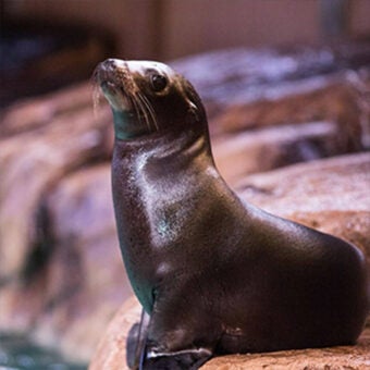 California Sea Lion Webcam 5