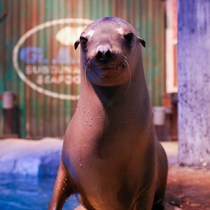 Sea Lion Encounter - Georgia Aquarium Sea Lion Encounter - Buy Today