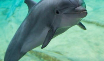 Common Bottlenose Dolphin