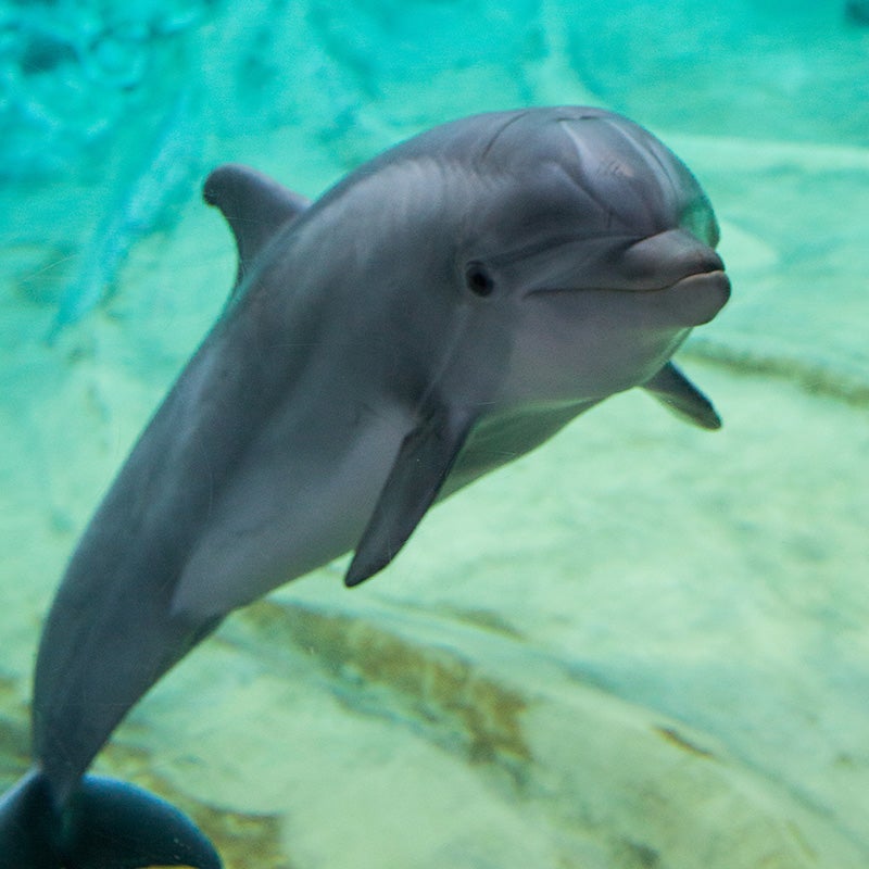 Common Bottlenose Dolphin - Georgia Aquarium