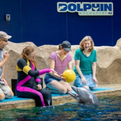 Dolphin Encounter 15