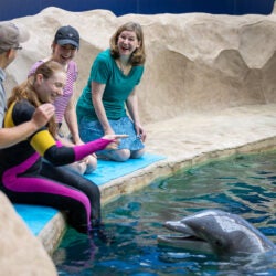 Dolphin Encounter 18