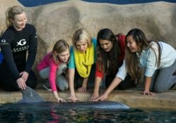 Dolphin Encounter 2