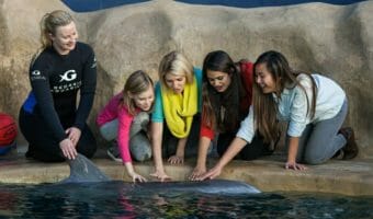 Dolphin Encounter 2