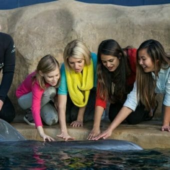 Dolphin Encounter 2