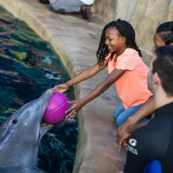 Dolphin Encounter 7