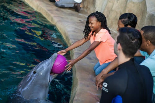 Dolphin Encounter 7