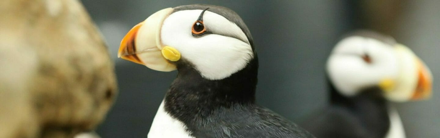 horned-puffin