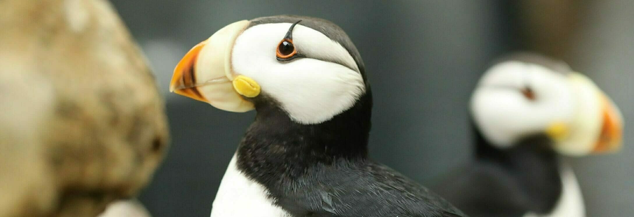 Tufted Puffin - Georgia Aquarium