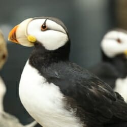 horned-puffin