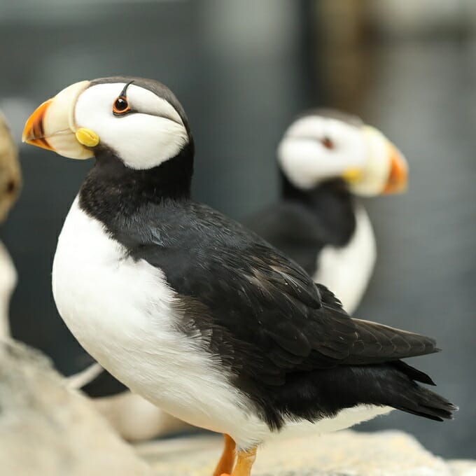 horned-puffin