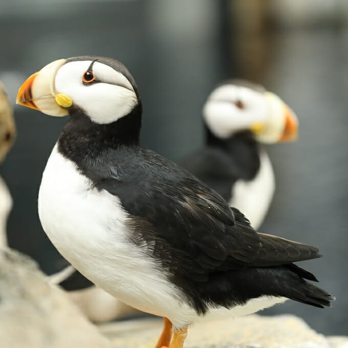 Puffin - Description, Habitat, Image, Diet, and Interesting Facts