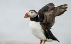 Sea Otter Webcam | Georgia Aquarium