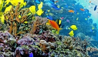 Indo-Pacific Barrier Reef Webcam 1