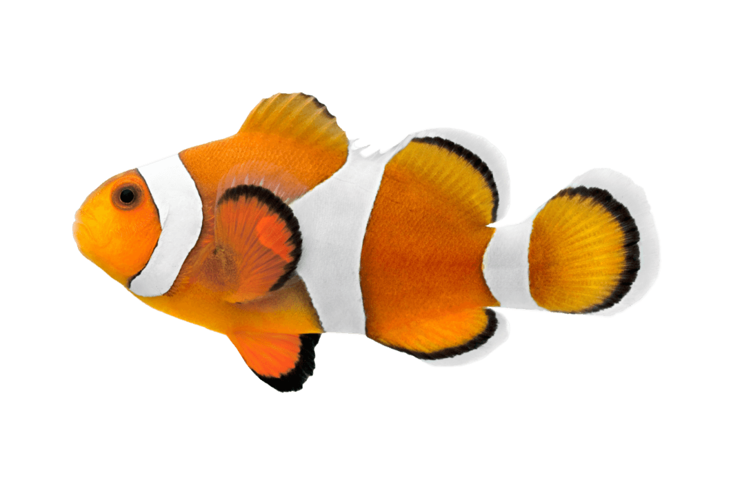 IndoPacific Barrier Reef cam Live from Aquarium Visit Now