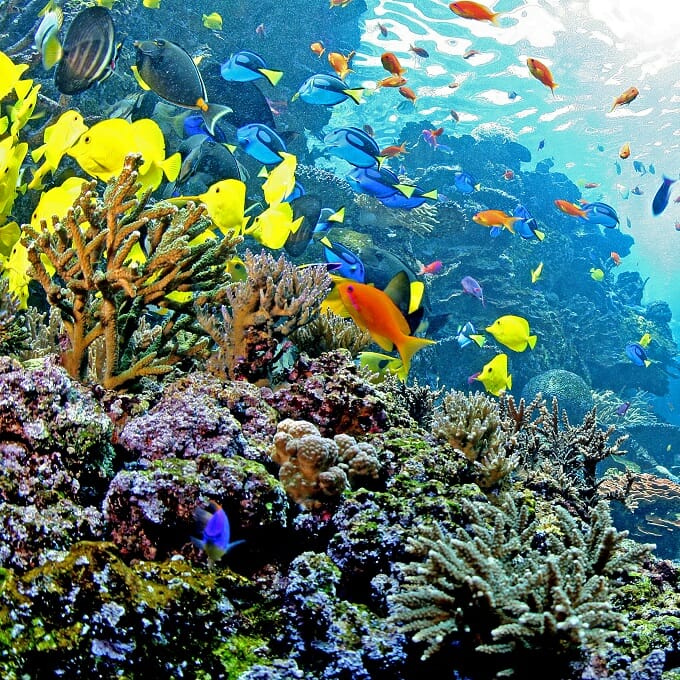 Indo-Pacific Barrier Reef Webcam | Live from Georgia Aquarium | Visit Now